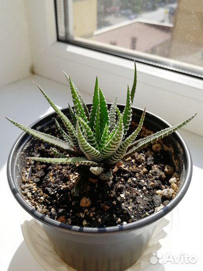 Хавортия полосатая