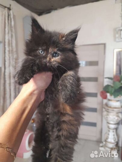Котята мейн кун