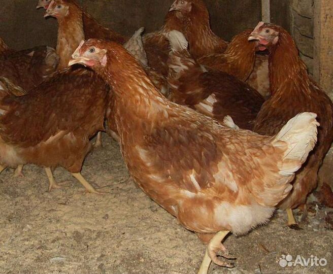 Куры несушки молодки