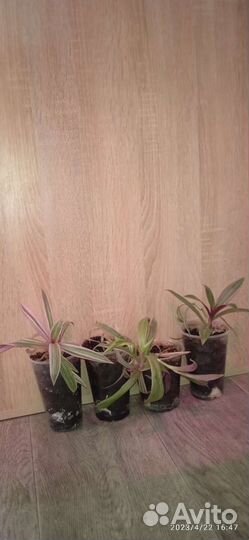 Много цветов