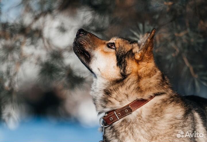 Собака Барт в добрые руки