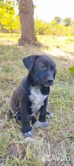 Щенки метисы Курцхаара бесплатно