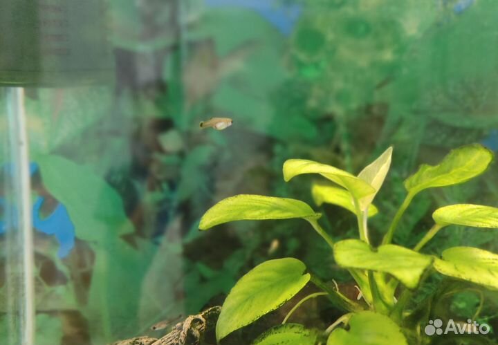 Аквариумные рыбки гуппи