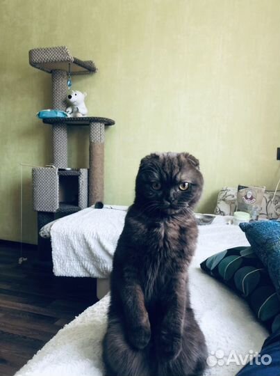 Кошка в добрые руки