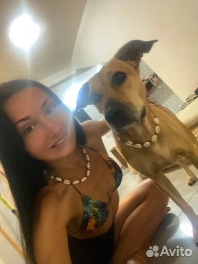 Домашняя передержка животных