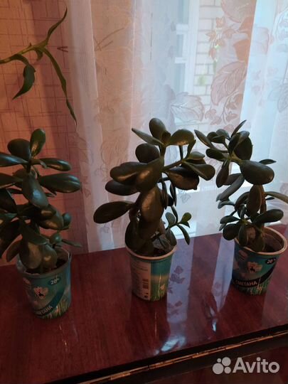 Домашние растения