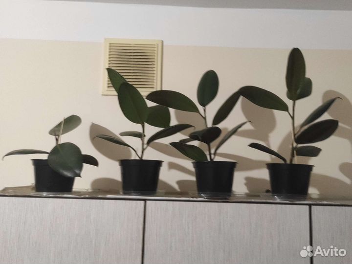 Фикус каучуконосный