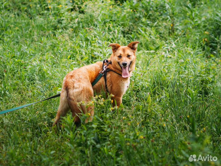 Маленькая рыжая бестия, собачка-лисичка