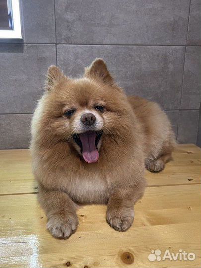 Груминг стрижка собак