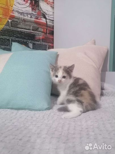 Котята мышеловки