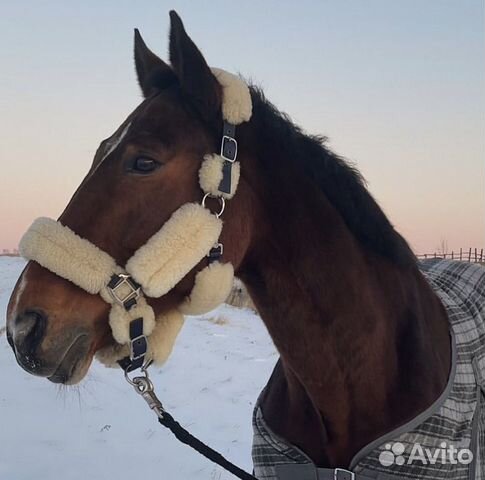 Недоуздок для лошади натуральный мех Соб