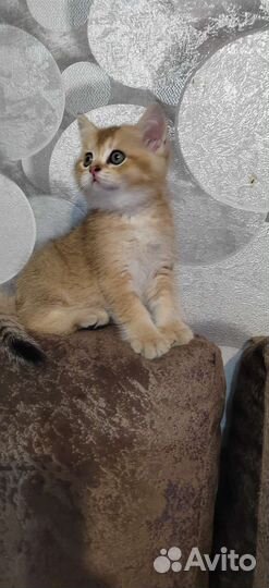 Котята золотая шиншилла