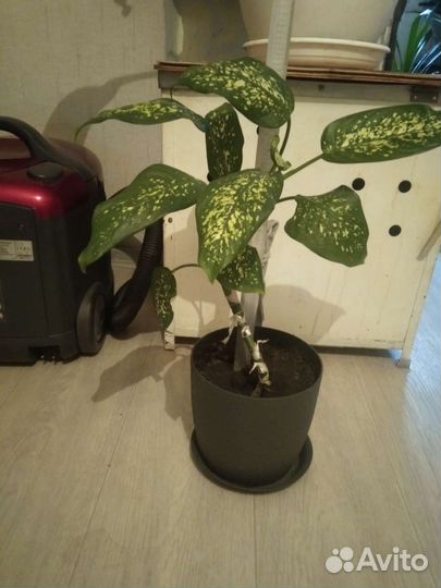 Диффенбахия