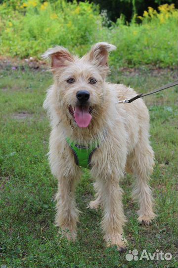 Ищем дом собаке Рокси