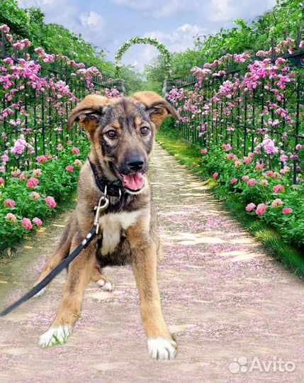 Щенок из Якутского приюта ппбж