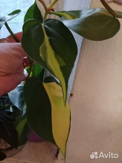 Филодендроны