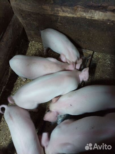 Домашние поросята