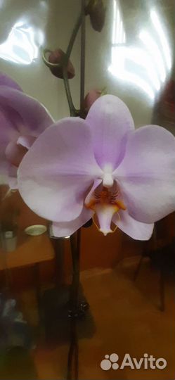 Орхидеи