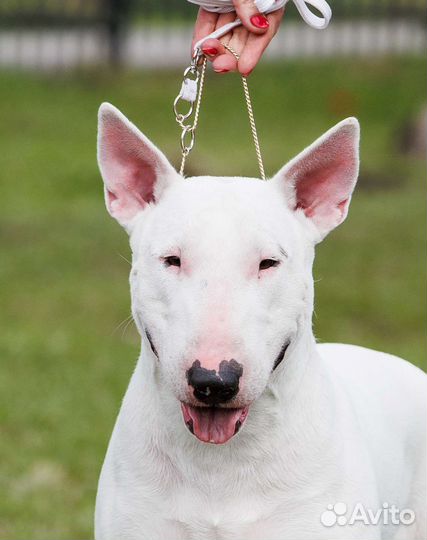 Вязка Бультерьер