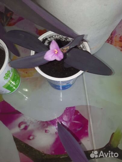 Комнатные цветы. Традесканция сеткреазия пурпурная