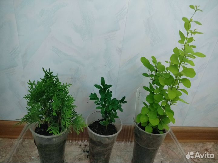 Растения для сада