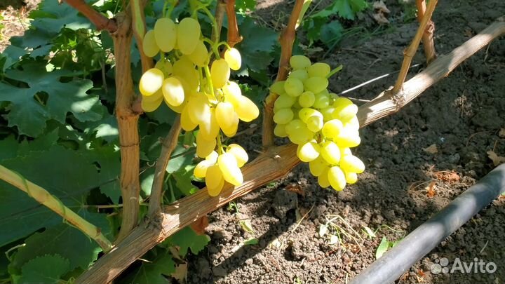 Саженцы винограда кишмиш Ириска