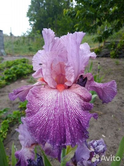 Ирисы бородатые
