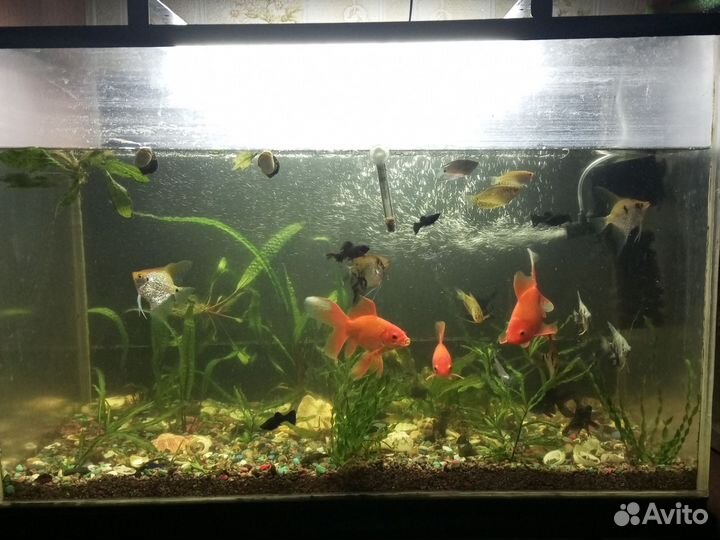 Аквариум