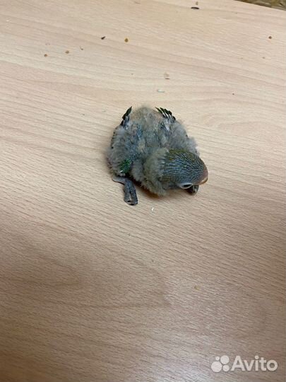 Попугаи неразлучники фишера и масковые