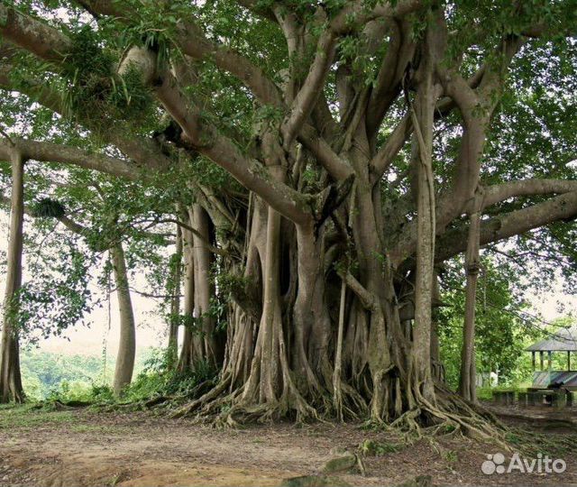 Фикус бенгальский
