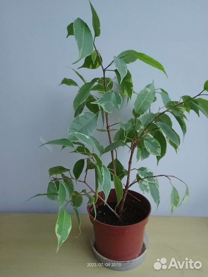Фикус бенджамина