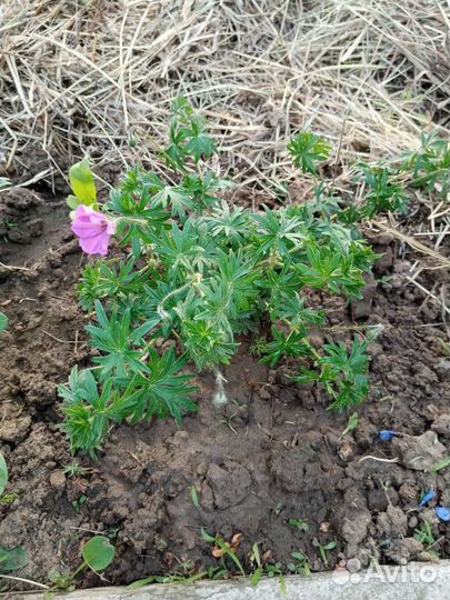 Герань садовая