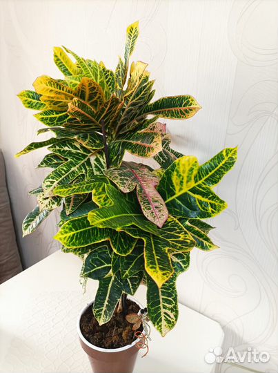 Комнатные цветы кротон