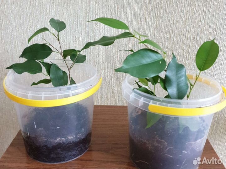 Фикус Бенджамина