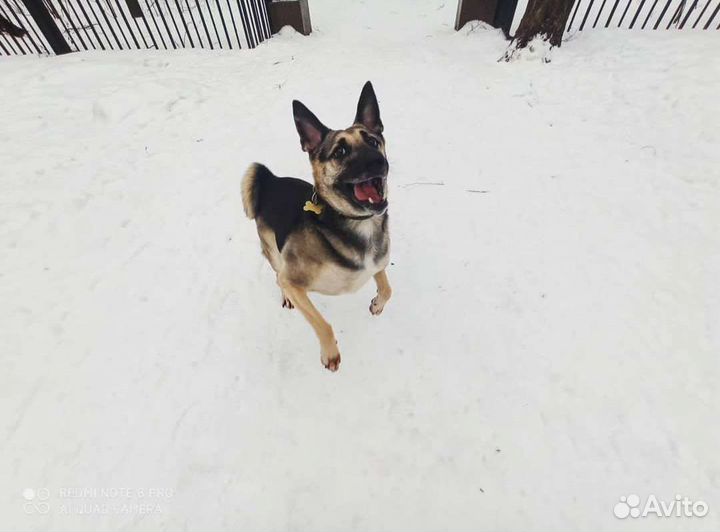 Метис восточноевропейской овчарки
