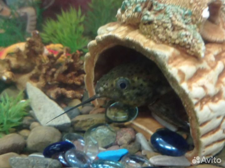 Продам сома перевëртыша 15см