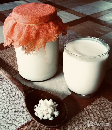 Кефирный гриб