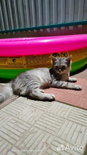 Кошечка в Добрые руки