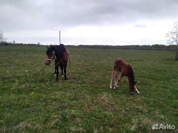 Продам лошадей