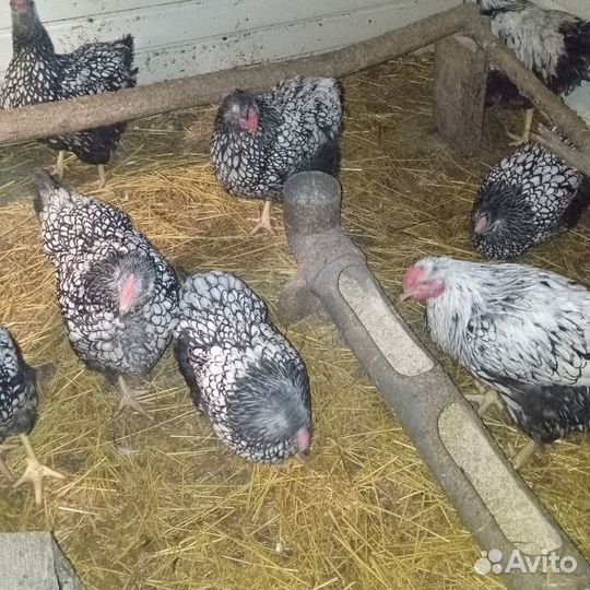 Куры виандот