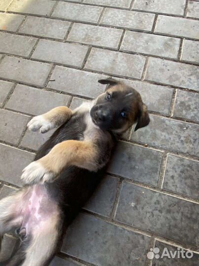 Щенки бесплатно