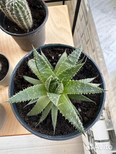 Алоэ остистое