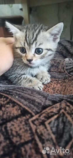 Шотландские котята
