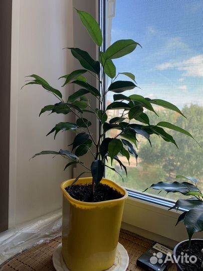 Фикус Бенджамина, Паслен, Рео