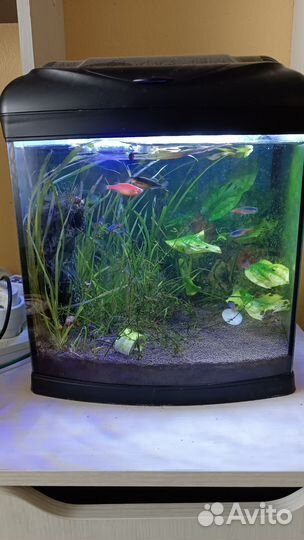 Аквариум