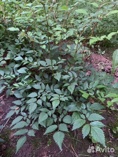 Астильба розовая