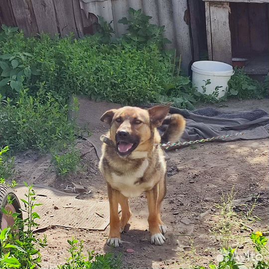 Кобель для охраны участка