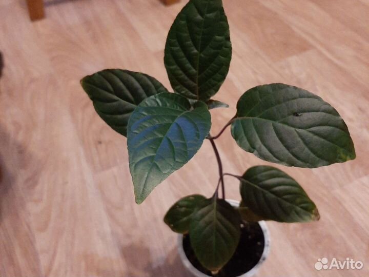 Юстиция (якобиния)