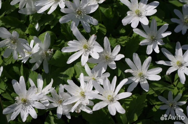 Цветы Прайс Ч.2 Луковичные