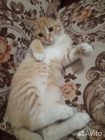 Отдам котенка